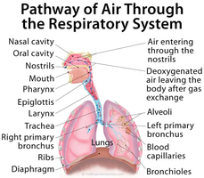 Pathway of air through the respiratory system