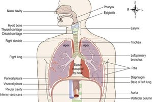 Detailed anatomy of the respiratory tract