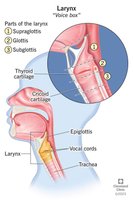 Parts of the larynx