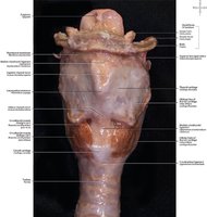 Dissected larynx