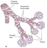 Diagram of bronchioles and alveoli