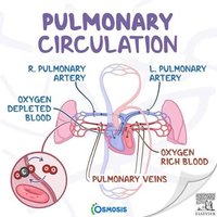 Pulmonary circulation diagram