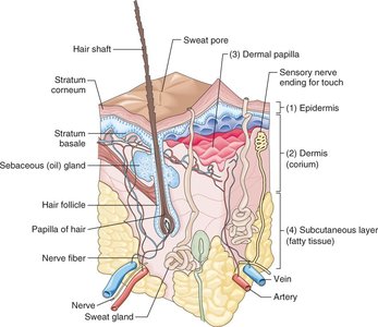 Cross-section of skin showing epidermis, dermis, subcutaneous layer, hair, glands, and blood vessels