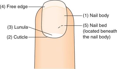 Diagram of the nail showing the nail body, cuticle, lunula, nail bed, and free edge