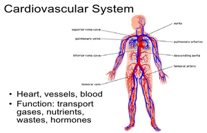 Diagram of the cardiovascular system showing heart, vessels, and blood flow