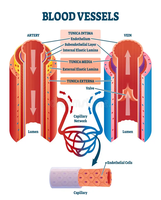 Cross-section of artery, vein, and capillary showing vessel layers