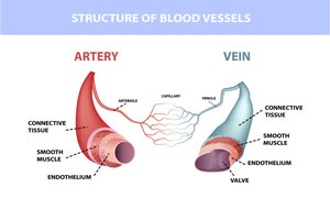 Structure of arteries and veins, showing wall layers and valves
