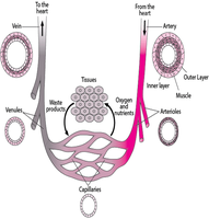 Diagram of capillary network and exchange with tissues