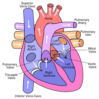Diagram of heart chambers and blood flow