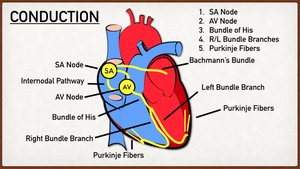 Diagram of cardiac conduction system