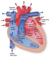 Diagram of heart valves and blood flow