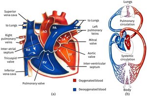 Diagram of pulmonary and systemic circulation