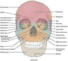 Labeled anterior view of the human skull showing major bones and features