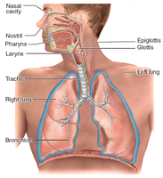 Anatomy of the respiratory system, showing nasal cavity, pharynx, larynx, trachea, bronchi, and lungs