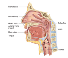 Sagittal section of the nasal cavity showing structures such as the hard palate, soft palate, and nasal conchae