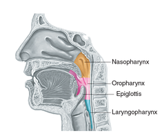 Diagram of the pharynx showing nasopharynx, oropharynx, and laryngopharynx