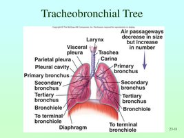 Diagram of the tracheobronchial tree showing branching bronchi and bronchioles