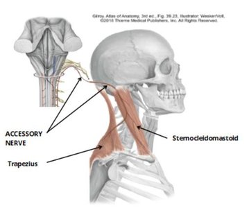 Accessory nerve distribution