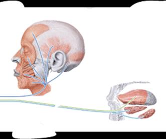Structure of a spinal cord segment