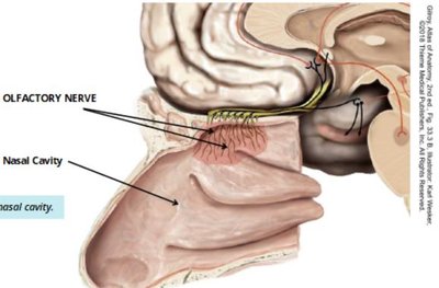 Sagittal view of the nasal cavity showing the olfactory nerve