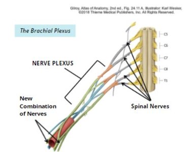 The Brachial Plexus