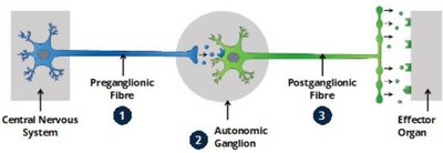 Autonomic nervous system pathway