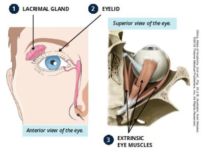 Accessory structures of the eye