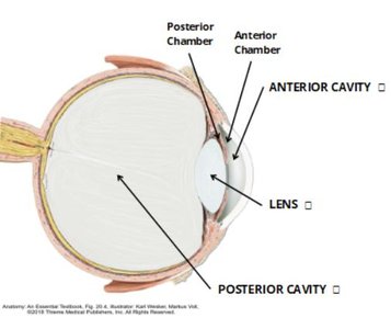 Sensory tunic (retina) of the eye