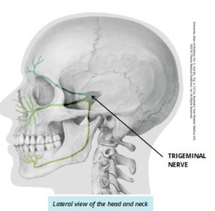 Lateral view of the head and neck showing the trigeminal nerve