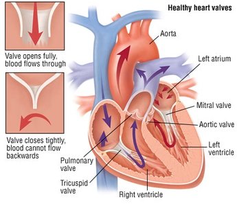 Heart valves and their function