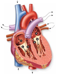 Path of blood flow through the chambers of the heart