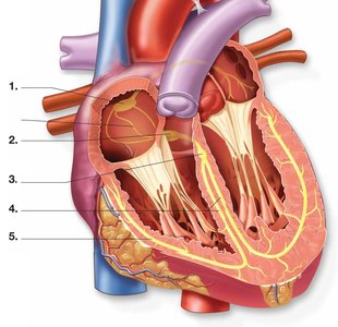 The conduction system of the heart