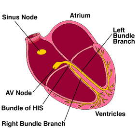 Systole and diastole phases of the cardiac cycle