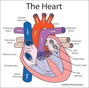 Schematic of the circulatory system showing pulmonary and systemic circulation