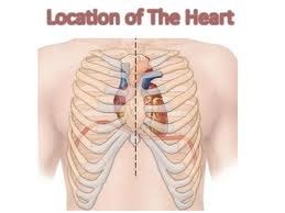 Location of the heart within the mediastinum of the thoracic cavity