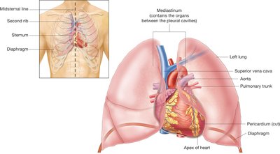 Internal view of the heart illustrating the heart chambers, heart layers, and major blood vessels