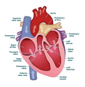 Heart chambers and major blood vessels