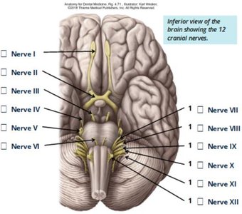 Inferior view of the brain showing the 12 cranial nerves