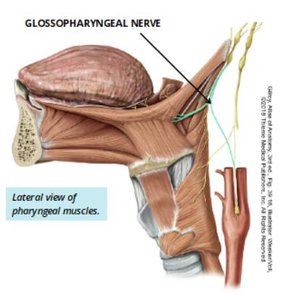 Lateral view of pharyngeal muscles showing the glossopharyngeal nerve