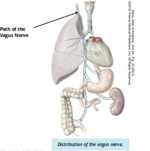 Distribution of the vagus nerve