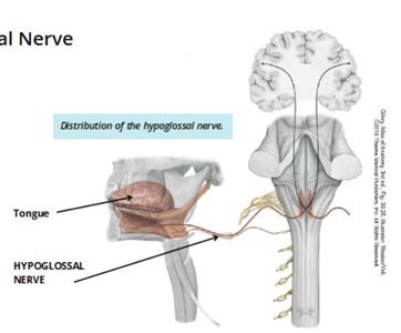 Distribution of the hypoglossal nerve
