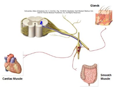 Autonomic nervous system pathways to glands, cardiac muscle, and smooth muscle