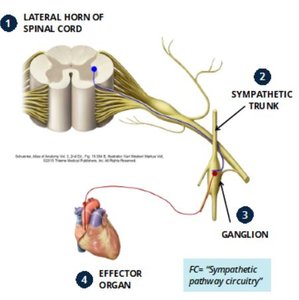 Sympathetic pathway circuitry