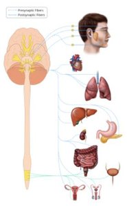 Parasympathetic pathways to organs