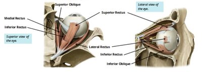 Cavities of the eye: anterior and posterior