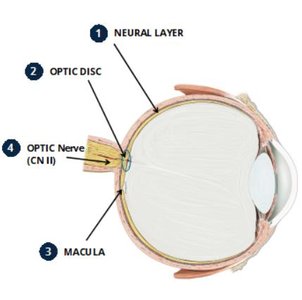 Vascular tunic of the eye