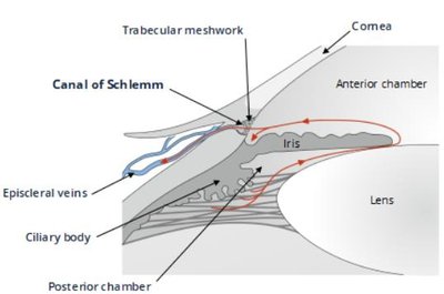 Flow of aqueous humor in the eye