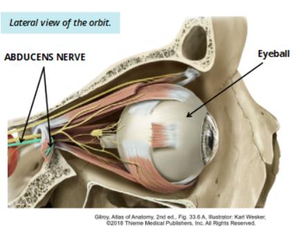 Lateral view of the orbit showing the abducens nerve