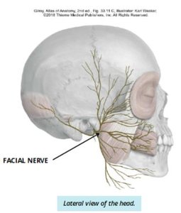 Lateral view of the head showing the facial nerve