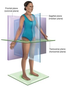 Body planes: sagittal, horizontal, frontal